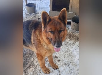 Notfell ⭐️Jack⭐️,  lieber Schäfi, Rüde, ca. 7 Jahre, 60cm, Tierschutz