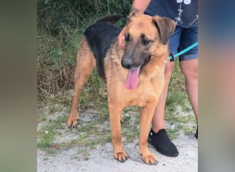 Thor - ein sanfter Schäferhund auf der Suche nach seinem Glück