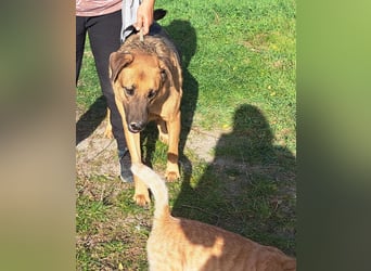 Thor - ein sanfter Schäferhund auf der Suche nach seinem Glück