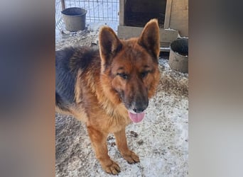 Notfell JACK, lieber Schäfi, Rüde, ca. 7 Jahre, ca. 60cm, Tierschutz Rumänien