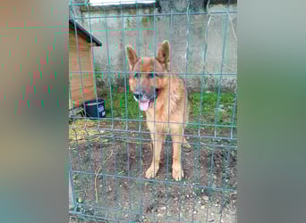 Notfell ⭐️Jack⭐️,  lieber Schäfi, Rüde, ca. 7 Jahre, 60cm, Tierschutz