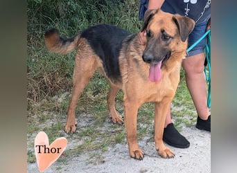 Thor - ein sanfter Schäferhund auf der Suche nach seinem Glück