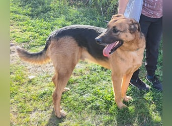 Thor - ein sanfter Schäferhund auf der Suche nach seinem Glück