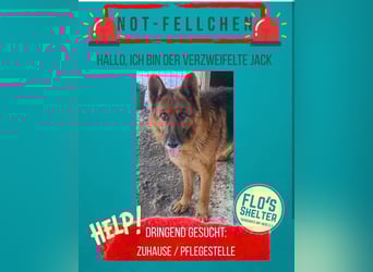 Notfell JACK, lieber Schäfi, Rüde, ca. 7 Jahre, ca. 60cm, Tierschutz Rumänien