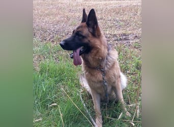 Kiki - ist wachsam&kinderlieb