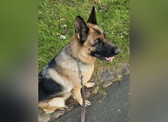 Kiki - ist wachsam&kinderlieb