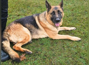 Kiki - ist wachsam&kinderlieb