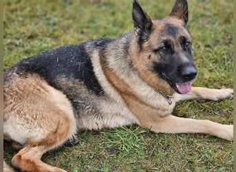 Kiki - ist wachsam&kinderlieb