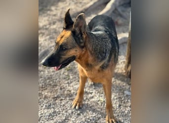 Luci, wünscht sich so sehr ein Zuhause