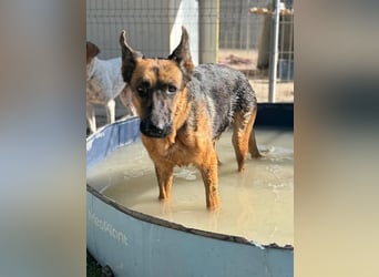 Luci, wünscht sich so sehr ein Zuhause