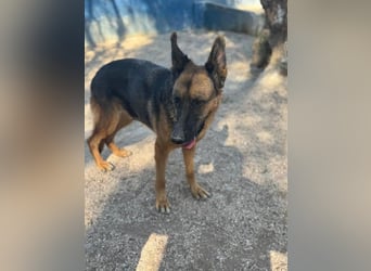 Luci, wünscht sich so sehr ein Zuhause