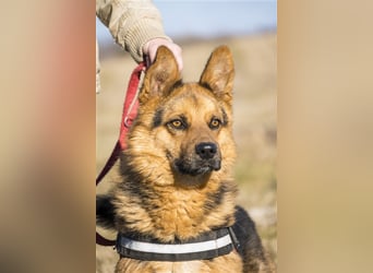 Franko SI – freundlicher Rüde sucht neues Zuhause