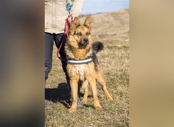 Franko SI – freundlicher Rüde sucht neues Zuhause