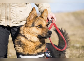 Franko SI – freundlicher Rüde sucht neues Zuhause