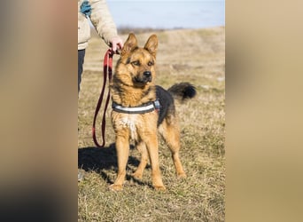 Franko SI – freundlicher Rüde sucht neues Zuhause