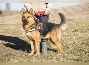 Franko SI – freundlicher Rüde sucht neues Zuhause