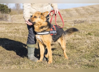 Franko SI – freundlicher Rüde sucht neues Zuhause