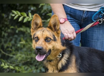 Franko SI – freundlicher Rüde sucht neues Zuhause