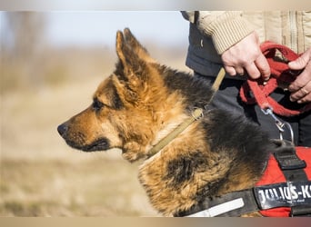 Franko SI – freundlicher Rüde sucht neues Zuhause