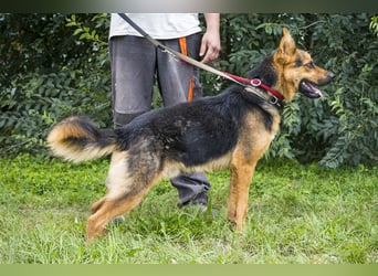 Franko SI – freundlicher Rüde sucht neues Zuhause