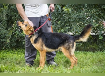 Franko SI – freundlicher Rüde sucht neues Zuhause