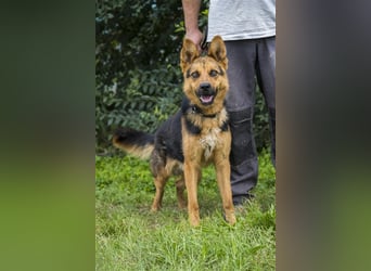 Franko SI – freundlicher Rüde sucht neues Zuhause