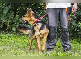 Franko SI – freundlicher Rüde sucht neues Zuhause