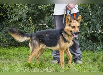 Franko SI – freundlicher Rüde sucht neues Zuhause