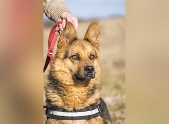 Franko SI – freundlicher Rüde sucht neues Zuhause