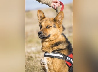 Franko SI – freundlicher Rüde sucht neues Zuhause