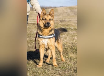 Franko SI – freundlicher Rüde sucht neues Zuhause