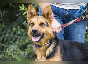 Franko SI – freundlicher Rüde sucht neues Zuhause