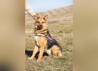 Franko SI – freundlicher Rüde sucht neues Zuhause