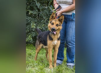 Franko SI – freundlicher Rüde sucht neues Zuhause