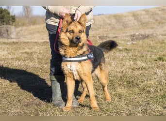 Franko SI – freundlicher Rüde sucht neues Zuhause