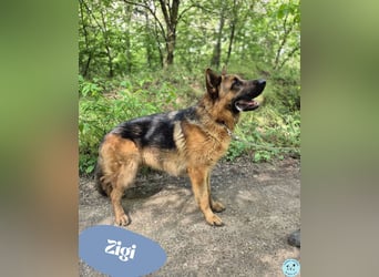 Zigi - freundlich und offen