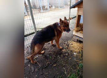 Notfell JACK, Schäfi-Rüde, ca. 7 Jahre, ca. 60cm, Tierschutz Rumänien