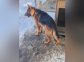 Notfell JACK, Schäfi-Rüde, ca. 7 Jahre, ca. 60cm, Tierschutz Rumänien
