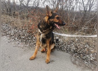 Jimmi, neugieriger Schäferhund (Mix?), ca. 7 Jahre, ca. 30kg