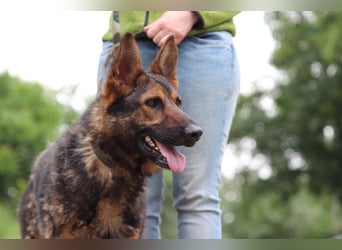 Jimmi, neugieriger Schäferhund (Mix?), ca. 7 Jahre, ca. 30kg