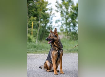 Jimmi, neugieriger Schäferhund (Mix?), ca. 7 Jahre, ca. 30kg