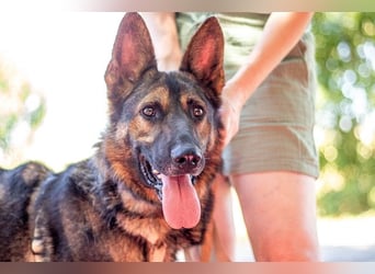 Jimmi, neugieriger Schäferhund (Mix?), ca. 7 Jahre, ca. 30kg