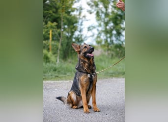 Jimmi, neugieriger Schäferhund (Mix?), ca. 7 Jahre, ca. 30kg