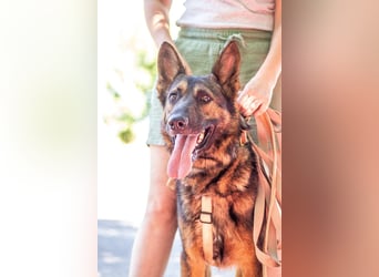 Jimmi, neugieriger Schäferhund (Mix?), ca. 7 Jahre, ca. 30kg