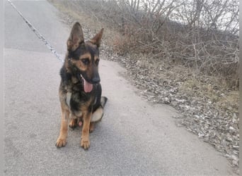 Jimmi, neugieriger Schäferhund (Mix?), ca. 7 Jahre, ca. 30kg