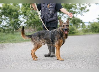 Jimmi, neugieriger Schäferhund (Mix?), ca. 7 Jahre, ca. 30kg