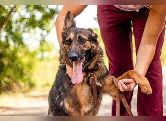 Jimmi, neugieriger Schäferhund (Mix?), ca. 7 Jahre, ca. 30kg