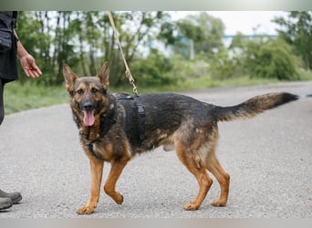 Jimmi, neugieriger Schäferhund (Mix?), ca. 7 Jahre, ca. 30kg