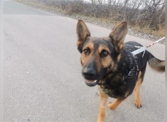 Jimmi, neugieriger Schäferhund (Mix?), ca. 7 Jahre, ca. 30kg