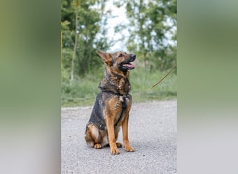 Jimmi, neugieriger Schäferhund (Mix?), ca. 7 Jahre, ca. 30kg